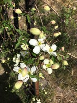 Photo 10-10-17, 10 13 09 am